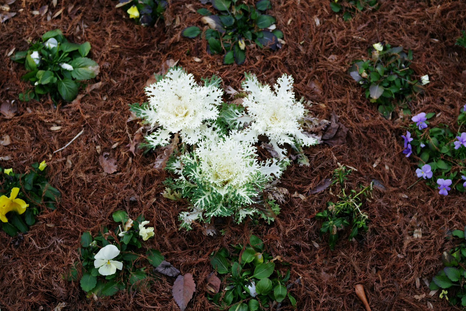 Front-yard flower bed freshly mulched in cedar around seasonal flowers.