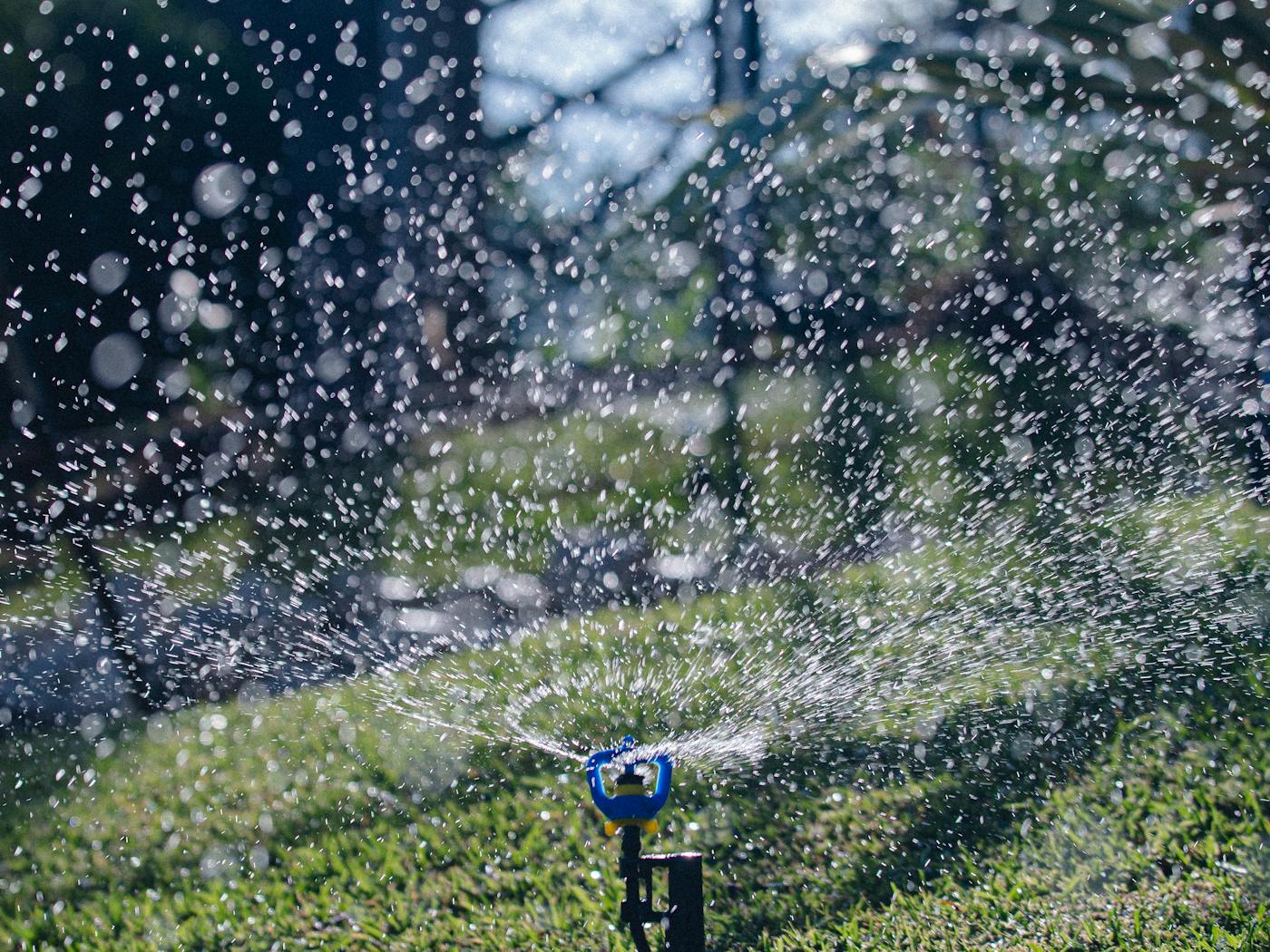 Pop-up sprinkler head spraying a clean arc over a green Buda lawn at dusk.