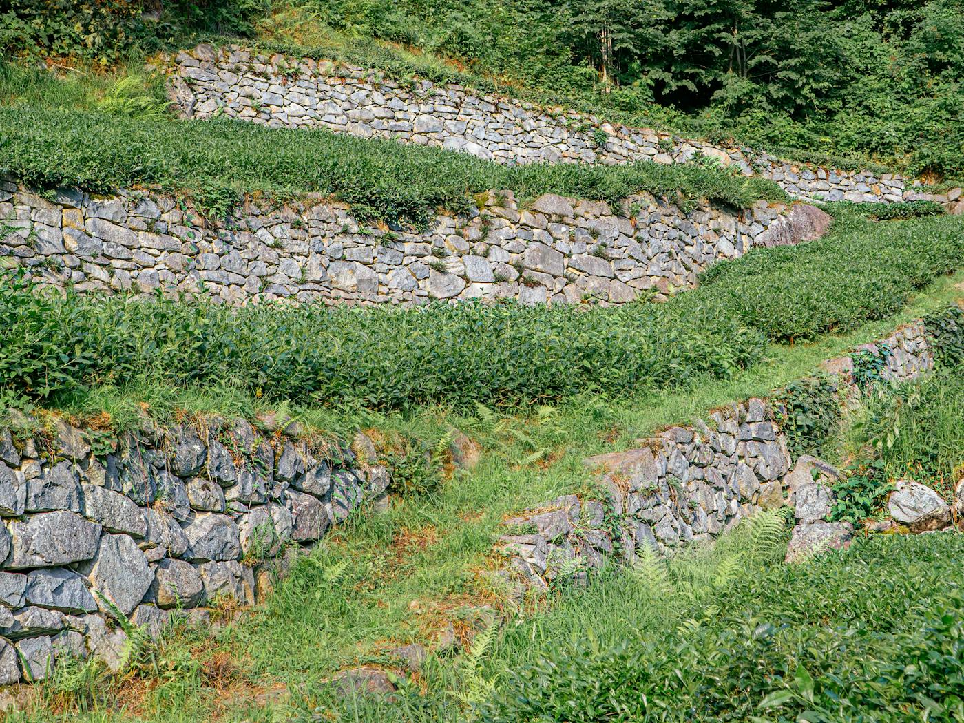Terraced limestone walls turning a steep grade into level planted beds.